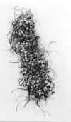 golden1.jpg (117930 bytes)